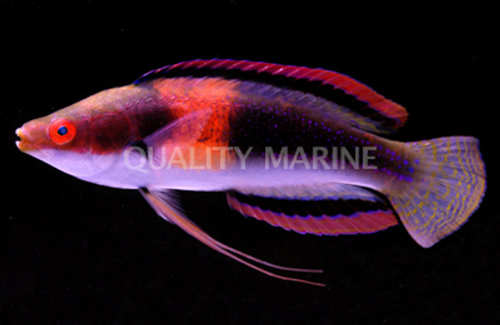 Girdled Fairy Wrasse, Male