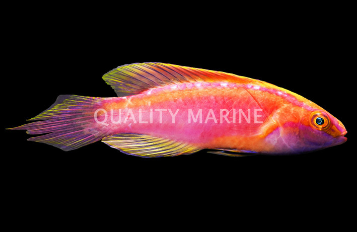 Pink Banded Fairy Wrasse