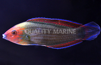 Red Head Wrasse