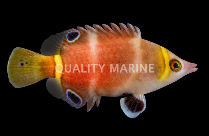 Yellow Banded Possum Wrasse
