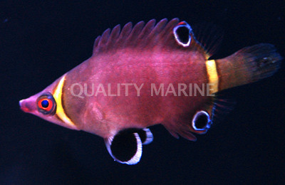 Yellow Banded Possum Wrasse