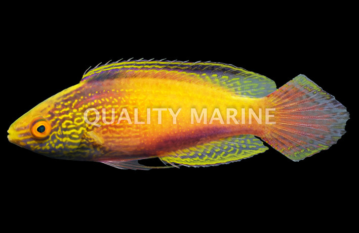 Golden Rhomboidalis Wrasse, Super Male