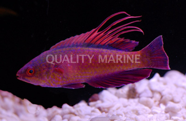 Spot Lined Flasher Wrasse