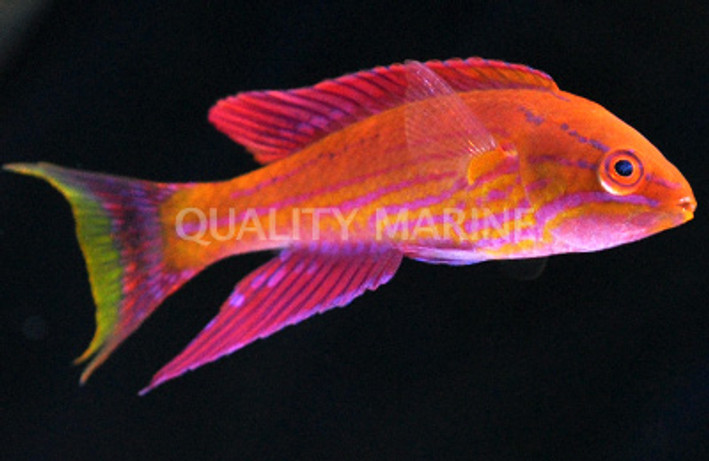 Angular Flasher Wrasse