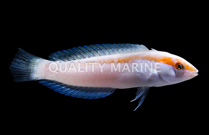 Pale Barred Coris Wrasse