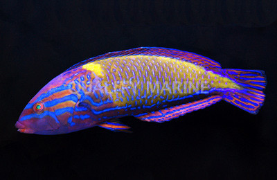 Blue Striped Tamarin Wrasse, Male