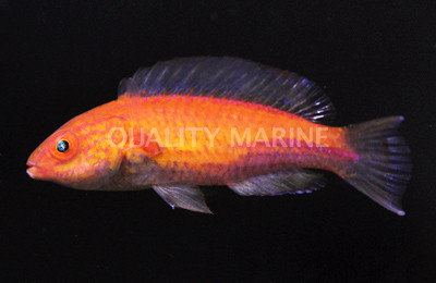 Lunate Fairy Wrasse, Male