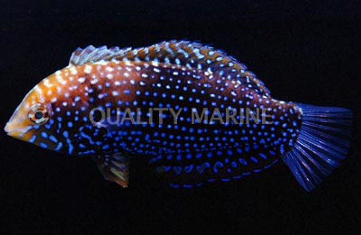 Blue Spotted Leopard Wrasse