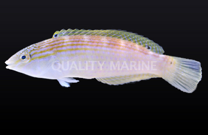 Rainbow Slender Wrasse 