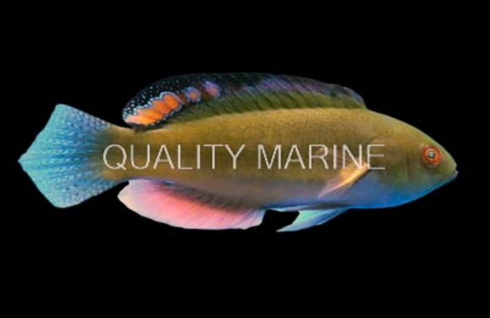 Blackfin Fairy Wrasse
