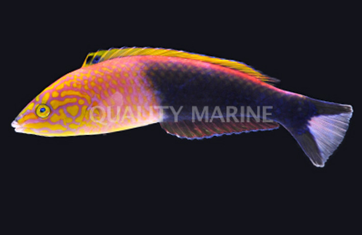 Polynesian Wrasse, Male