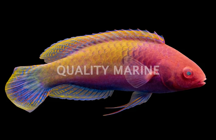Ruby Head Fairy Wrasse