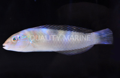 Blackear Wrasse - Quality Marine