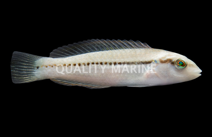 Slippery Dick Wrasse, Juvenile