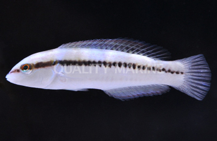 Slippery Dick Wrasse, Juvenile