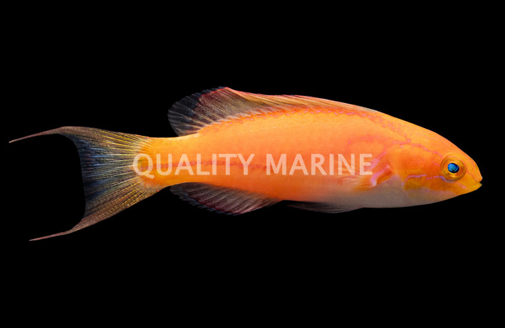 Johnsoni Fairy Wrasse, Male