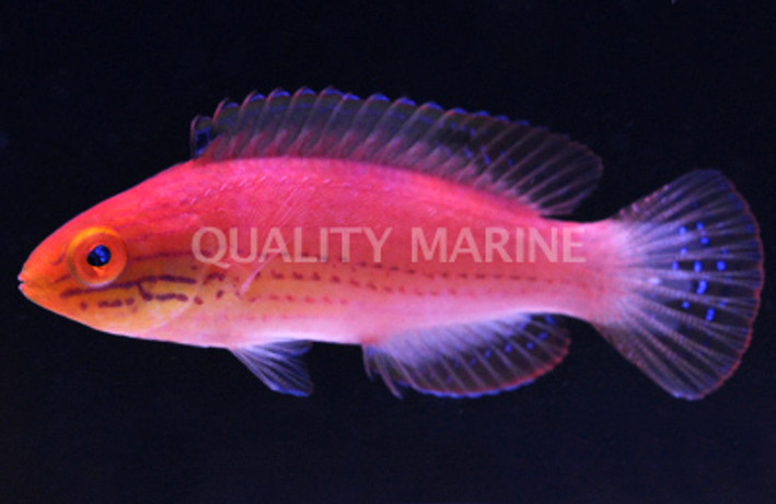 Katoi Fairy Wrasse 