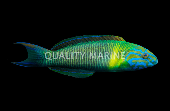 Newton's Wrasse