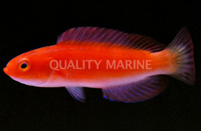 Magma Fairy Wrasse, Super Male :: 33863