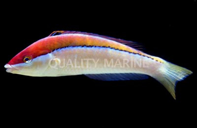 Polynesian Wrasse - Quality Marine