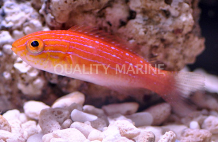 Lunate Fairy Wrasse