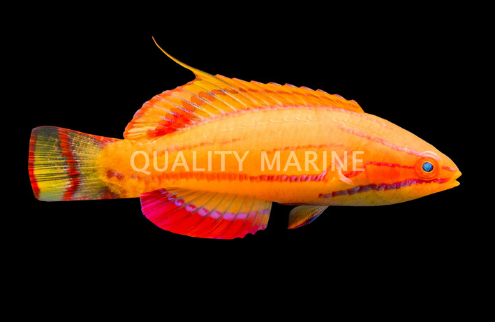McCosker's Flasher Wrasse