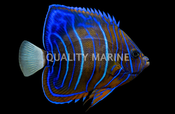 Annularis Angelfish, Sub Adult
