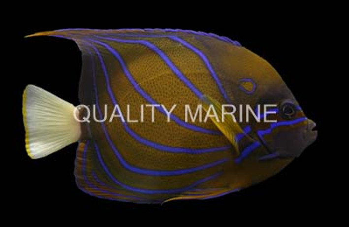 Annularis Angelfish, Adult