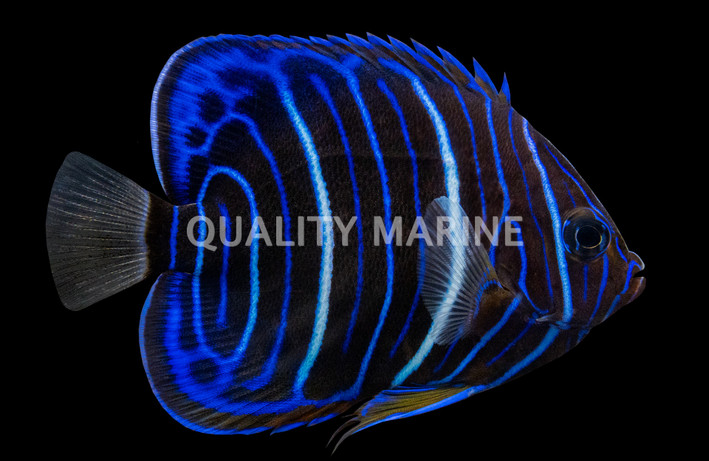 Annularis Angelfish, Juvenile