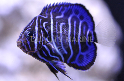 Annularis Angelfish, Juvenile