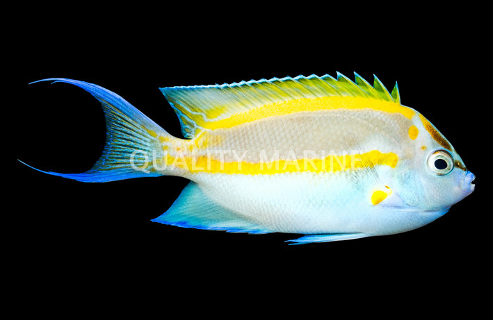 Bellus Angelfish, Male