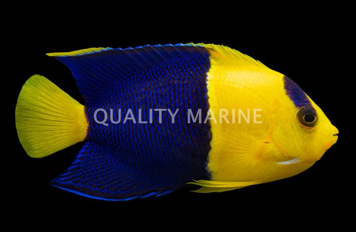Bicolor Angelfish