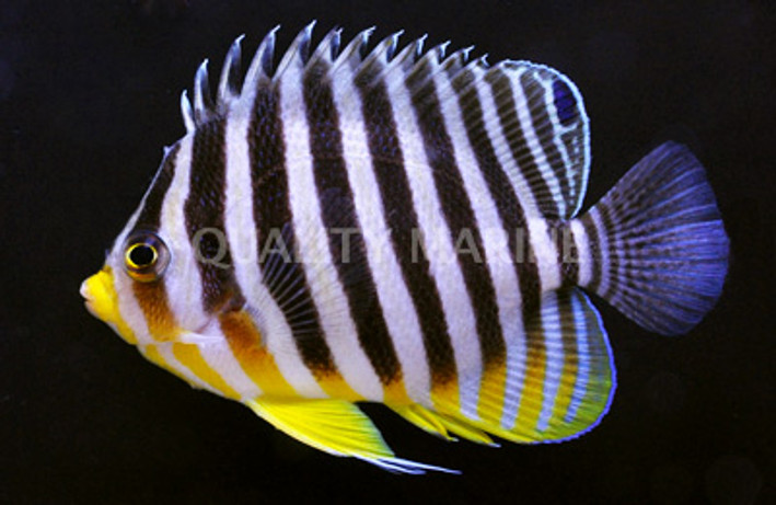 Barred Angelfish