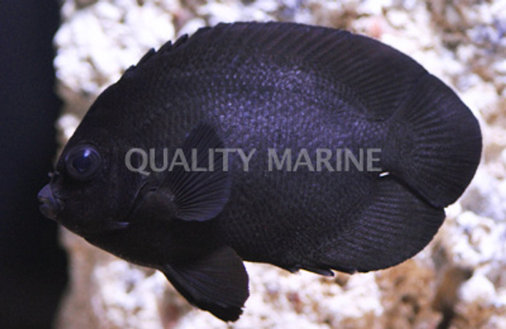 Black Nox Angelfish