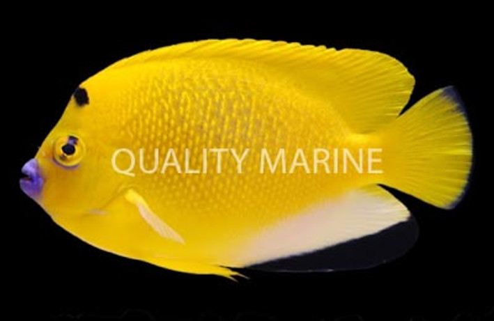 Flagfin Angelfish