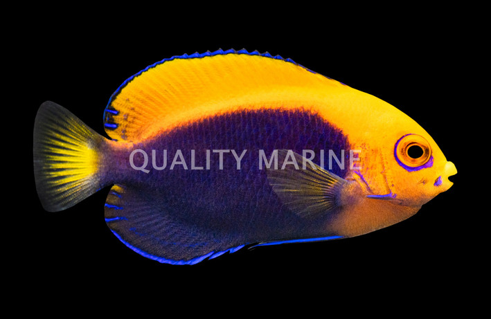 Orangeback Angelfish