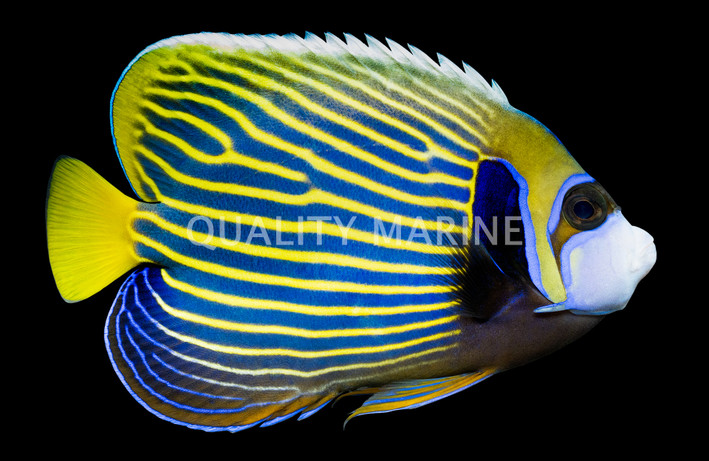 Emperor Angelfish, Adult