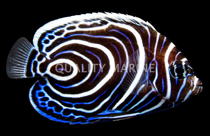 Emperor Angelfish, Juvenile