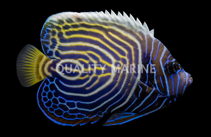 Emperor Angelfish, Sub-Adult