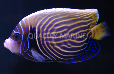 Emperor Angelfish, Sub-Adult