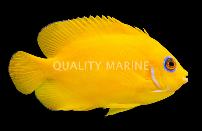 Orange Peel Angelfish :: 10064