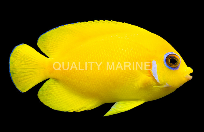 Lemonpeel Angelfish