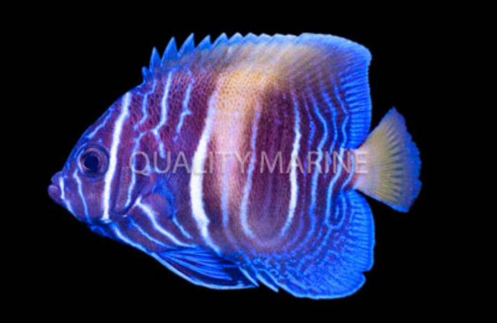 Maculosis Angelfish, Juvenile