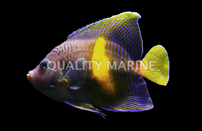 Maculosis Angelfish, Adult