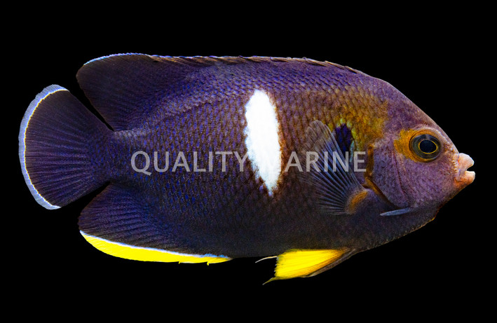 Keyhole Angelfish