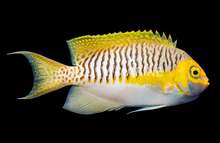 Masked Swallowtail Angelfish, Male