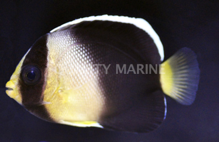 Yellow-ear Angelfish, Juvenile