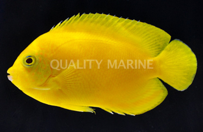 Yellow Angelfish