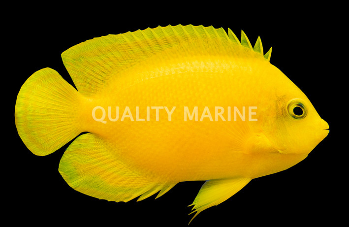 Yellow Angelfish