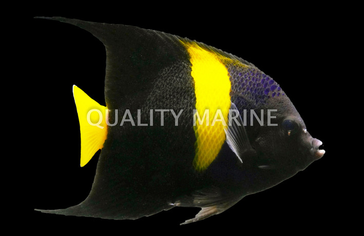 Asfur Angelfish